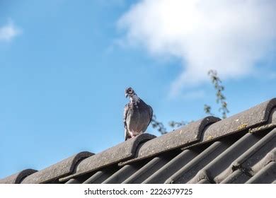 4,433 Carrier Pigeon Stock Photos, Images & Photography | Shutterstock