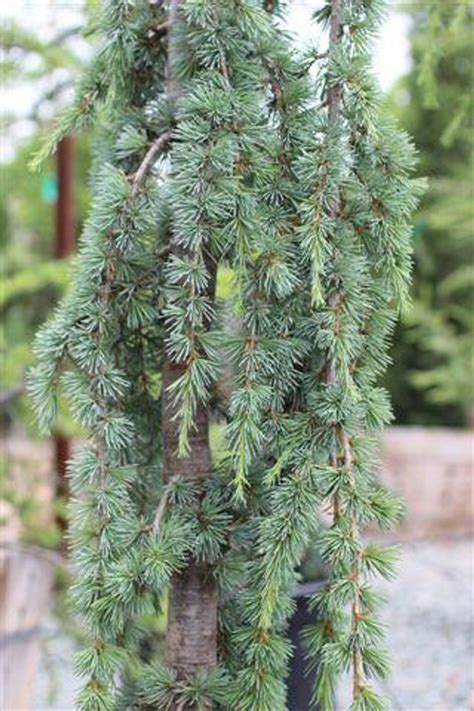 Cedrus atlantica 'Glauca Pendula' - Devil Mountain Wholesale Nursery