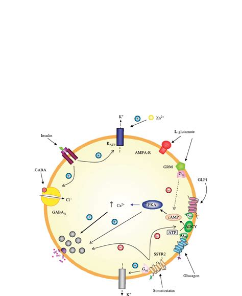 Physiology of the pancreatic alpha-cell and glucagon secretion: role in ...