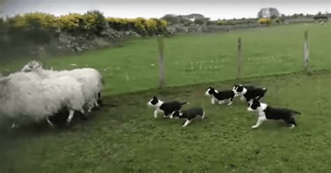 Adorable Herding Puppies Become Stars On Their First Day Of Work