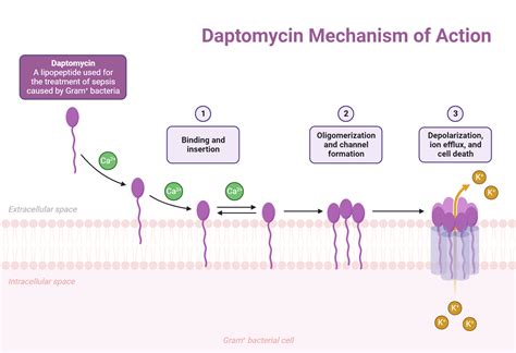 Daptomycin Mechanism of Action | BioRender Science Templates