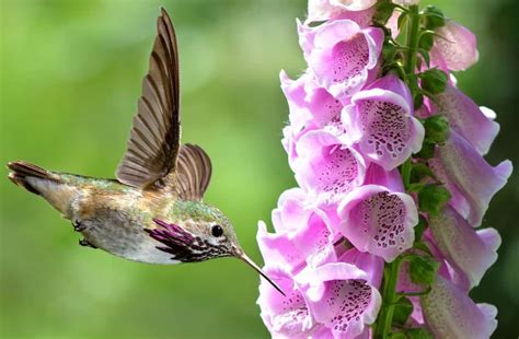 14 Perennials that Attract Hummingbirds for a Colorful Garden