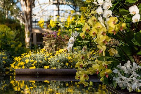 Orchid Extravaganza returns to Longwood Gardens, Jan. 18 | The ...