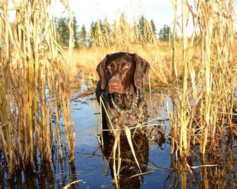 German shorthaired pointer Quail Hunting, Duck Hunting, Hunting Dogs, Hunting Pictures, Dog ...