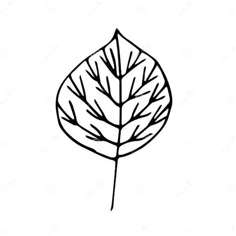 Leaf with Veins, Vector Illustration, Hand Drawing Sketch Stock Illustration - Illustration of ...