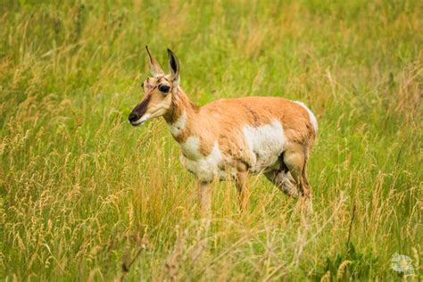 Things to Do in Custer State Park - Our Wander-Filled Life