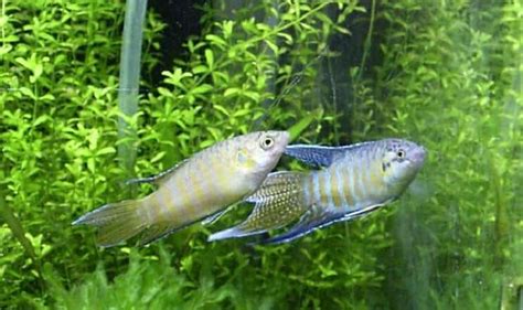 Paradise Fish Care Guide & Species Profile | Fishkeeping World