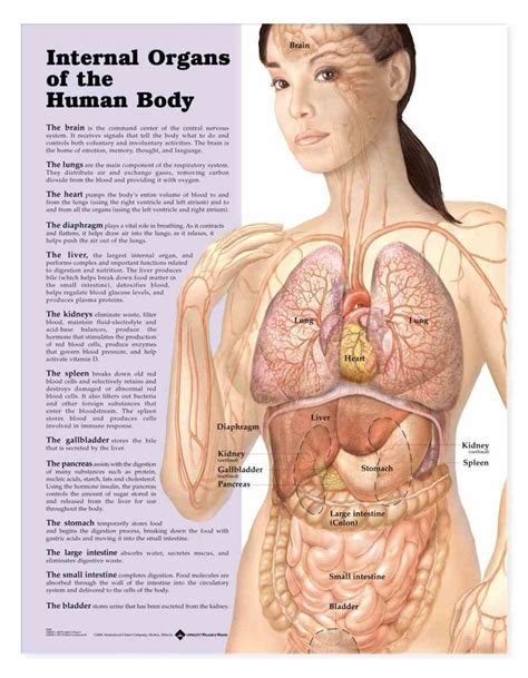 Internal Organs Diagram Woman