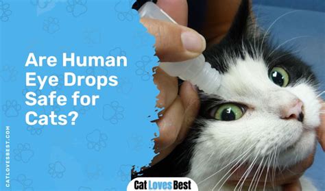 Can You Use Human Eye Drops for Cats? Let’s Find Out!