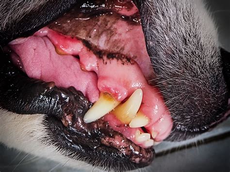 What Do Healthy Dog Gums Look Like? - PuppyLists