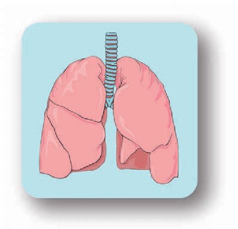 0: Simple colour drawing of lungs and trachea. Developed with Adobe ®... | Download Scientific ...