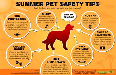 Summer Pet Safety Tips - Furlocity Blog | Summer safety tips, Pet safety, Safety infographic