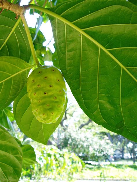 Noni fruit can cure various diseases true or not?