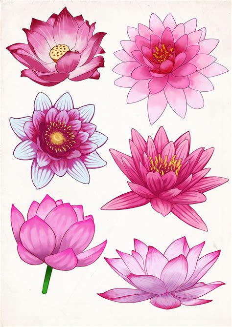 FelineTrickster Artwork — Some pink Lotus flower studies | Nhật ký nghệ ...