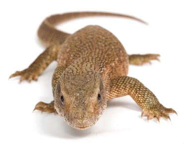 Pet Monitor Lizard Care, Information, Facts & Pictures