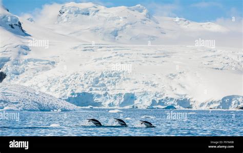 Three Gentoo Penguins, Cierva Cove, Antarctic Peninsula, Antarctica Stock Photo - Alamy