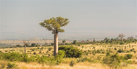 Exploring the Iconic Baobab Trees of Madagascar: A Traveller's Guide | GVI | GVI