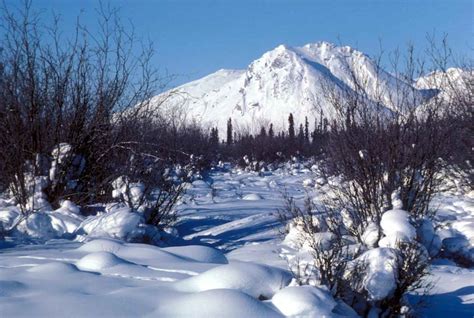 File:Winter scenic of Arctic national wildlife refuge with snow and trees.jpg - Wikimedia Commons