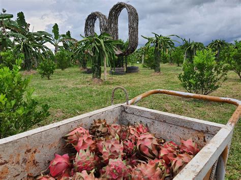 A dragon fruit farm that started from a hobby is now a budding farm ...