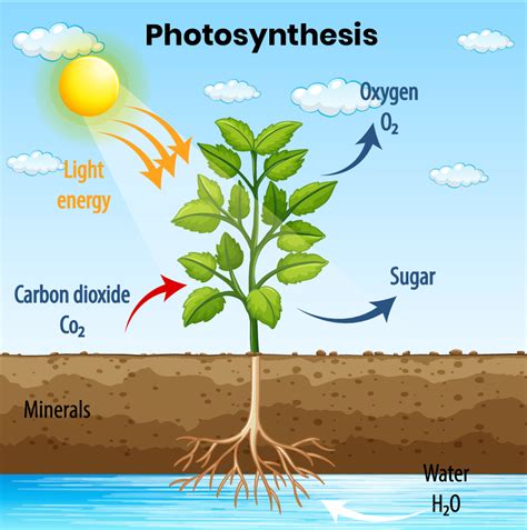 Plants need to make their own food.