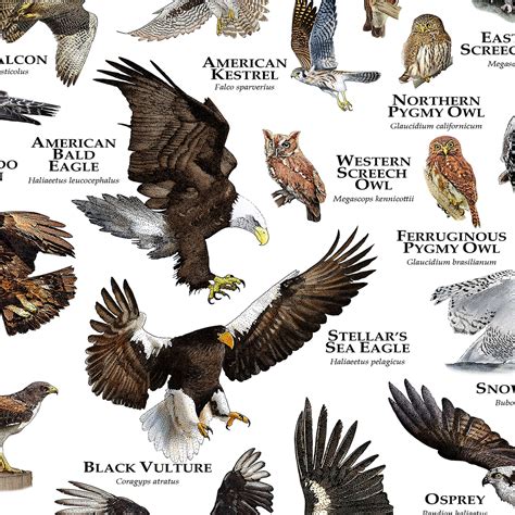 Birds of Prey of the United States Poster/field Guide - Etsy