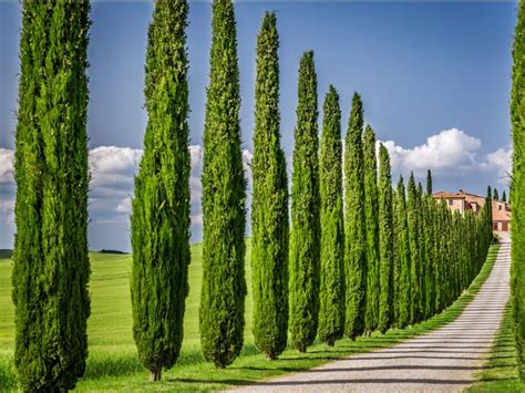 Italian Cypress Information: Learn How To Grow An Italian Cypress Tree