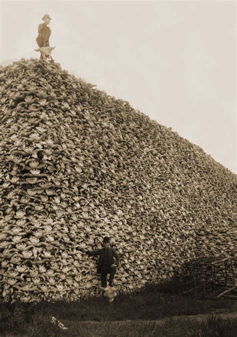 Bison skull, American bison, Native american history