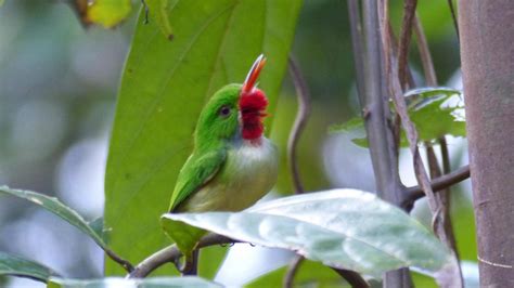 Jamaican Tody | MarkEisingBirding