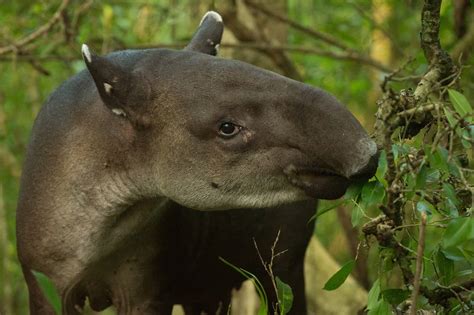 Young Costa Ricans aim to save the danta through Nai Conservation – The ...