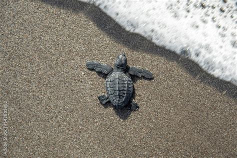 Newborn olive ridley sea turtle (Lepidochelys olivacea), also known ...