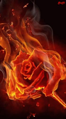 Fire Rose GIF – Fire Rose Flame – discover and share GIFs