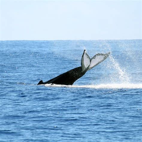 Whale Watching in Bar Harbor, Maine | USA Today