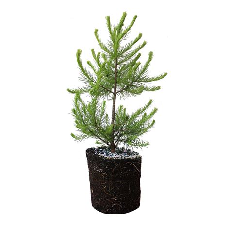 American Larch | Large Tree Seedling – SequoiaTrees.com