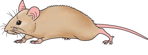 Free Mouse Animal Cliparts, Download Free Mouse Animal Cliparts png images, Free ClipArts on ...