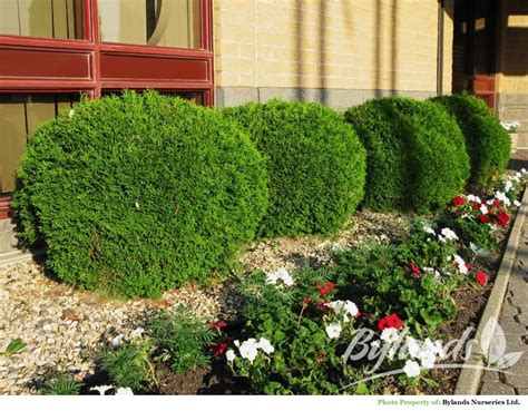 Little Giant Cedar/Arborvitae - Thuja occidentalis 'Little Giant' | Arborvitae landscaping ...