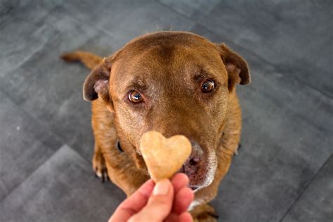 Best Homemade Dog Training Treats For Pupies, Small Dogs