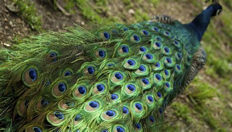 What Are the Colors in a Peacock's Feathers? | Sciencing