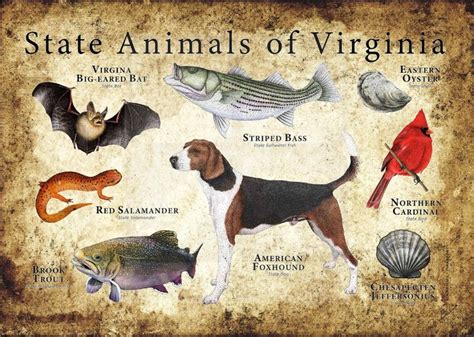 Virginia State Animals Poster Print in 2021 | Animal posters, The fox ...