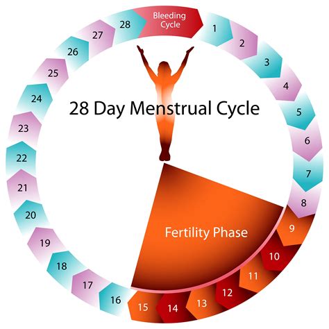 Ovulation medical basics explained