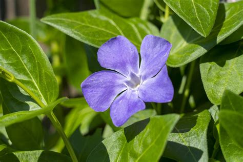 Vinca minor Ground Cover | Greenwood Nursery