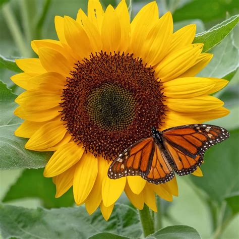 happy birthday sunflowers and butterflies - Moved History Image Bank