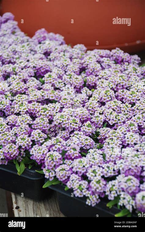 Alyssum flowers. Alyssum in sweet colors. Alyssum in a black tray on wood table, in a dense ...