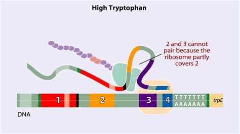 Trp operon Animation - YouTube