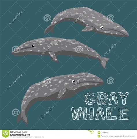 Gray Whale Cartoon Vector Illustration Stock Vector - Illustration of ...