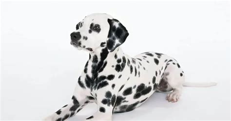 101 Dalmatians Dog Names: What Are The Best Names For Your Spotted Pup? 2024 - Dog Fluffy