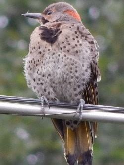 Northern Flicker Habits What They Eat, Nesting, Mating Behaviors