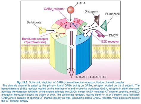 Diazepam Mechanism Of Action - slideshare