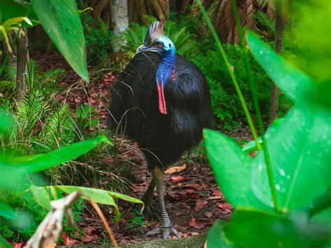 What Do Cassowaries Eat? (Full Diet, Habits and Behavior) | Birdfact