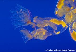 Bryozoan, living | Pectinatella magnifica. Bryozoan, living,… | Flickr