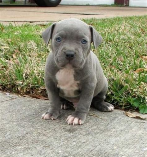 10 Reasons to Consider Owning Blue Pitbull Puppies > Puppy Toob